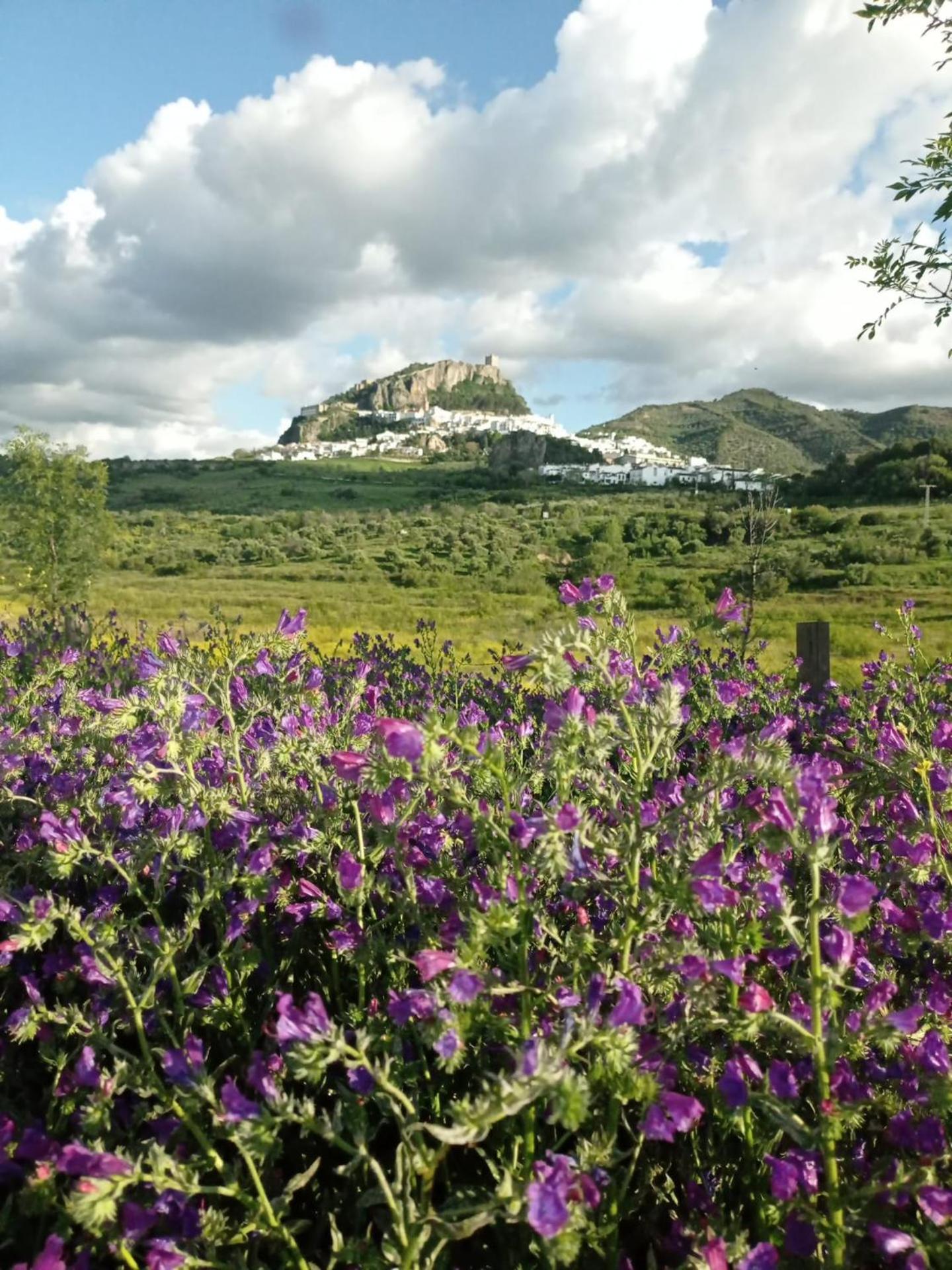 El Detalle Apartamento Y Estudio Zahara De La Sierra Exteriör bild